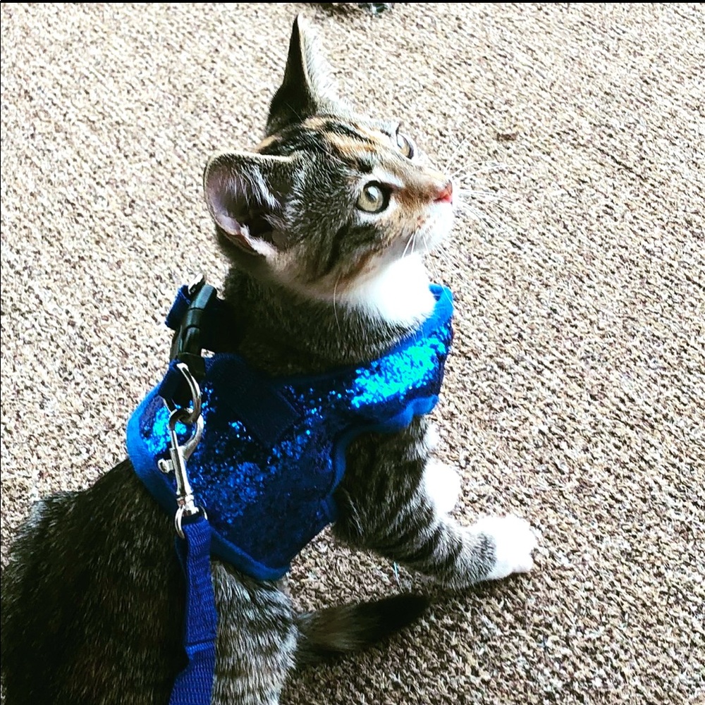 Glitter Pet Harness & Leash